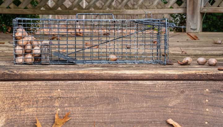 Professional Wildlife Control specialists in Long Neck ensuring safe removal and prevention