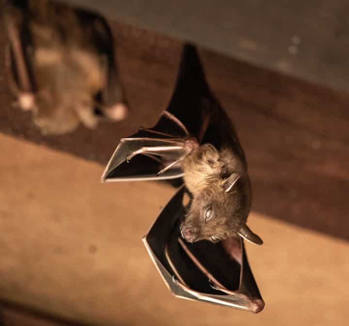 Expert bat removal services for a safe and humane solution in Long Neck